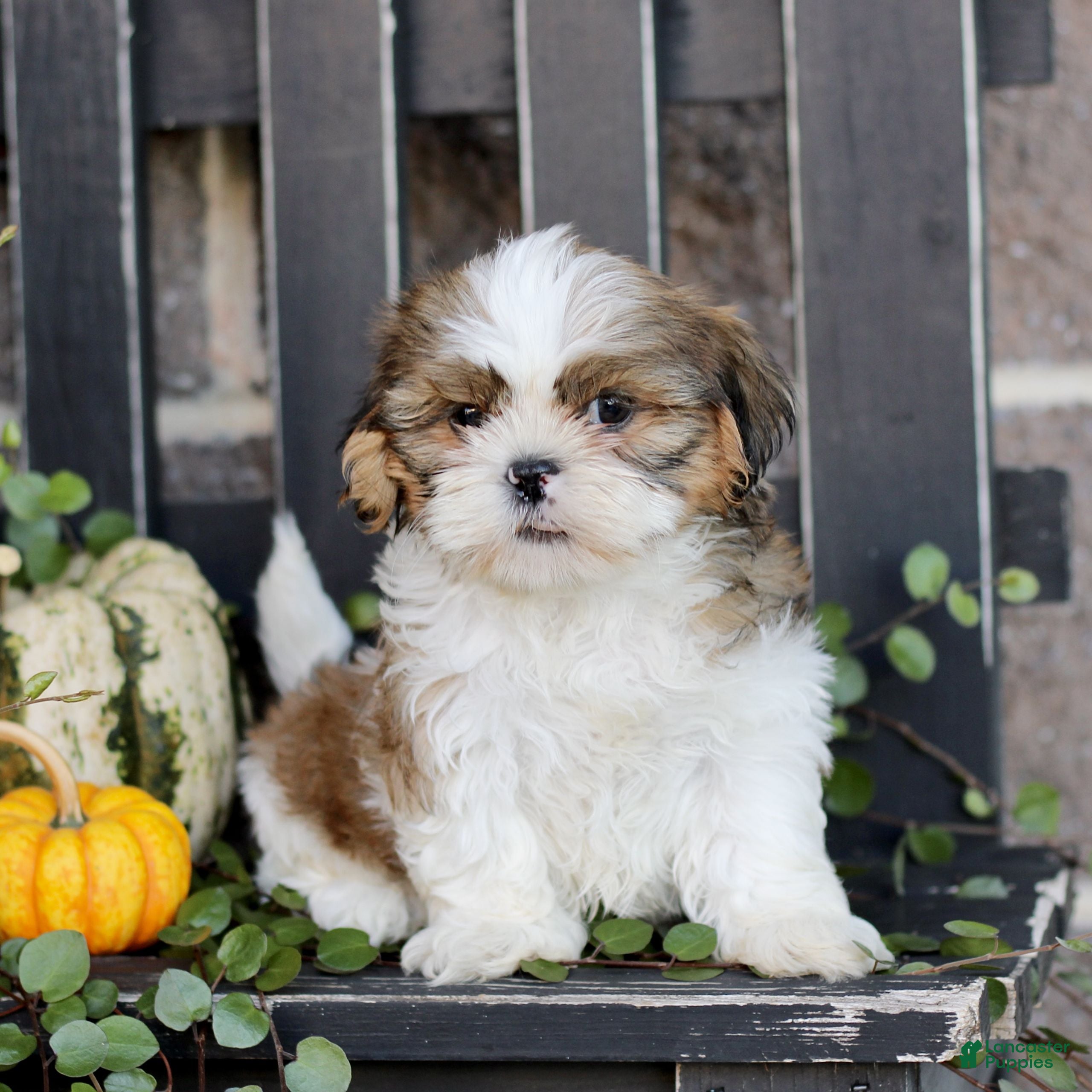 Shih Tzu dogs for sale: Felix  - Ad 3