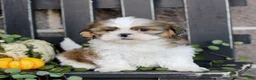 Shih Tzu dogs for sale: Felix  - Ad 1