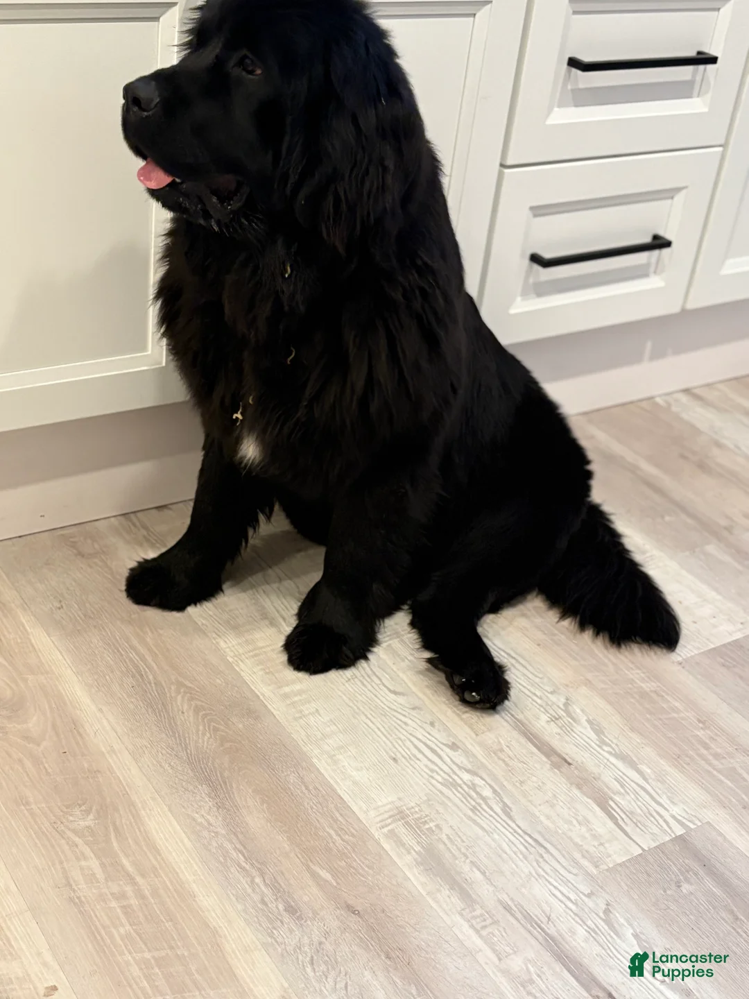 Newfoundland dogs for sale: Blossom  - Ad 5
