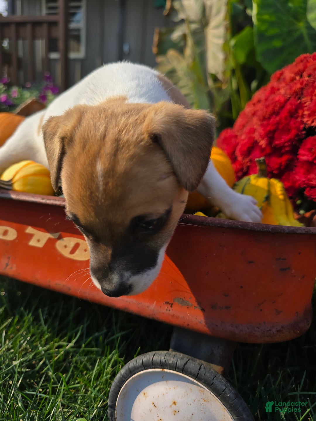 Jack Russell Terrier dogs for sale: Molly - Ad 1