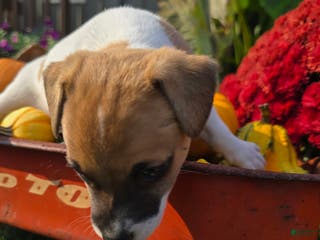 Jack Russell Terrier dogs Molly - Ad 38