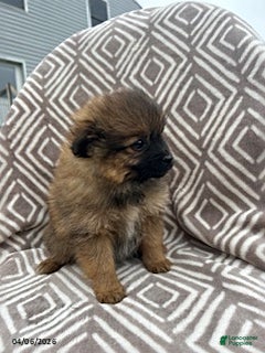 Pomeranian dogs Chop - Ad 2