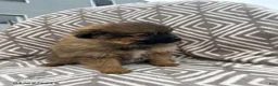 Pomeranian dogs for sale: Chop - Ad 2