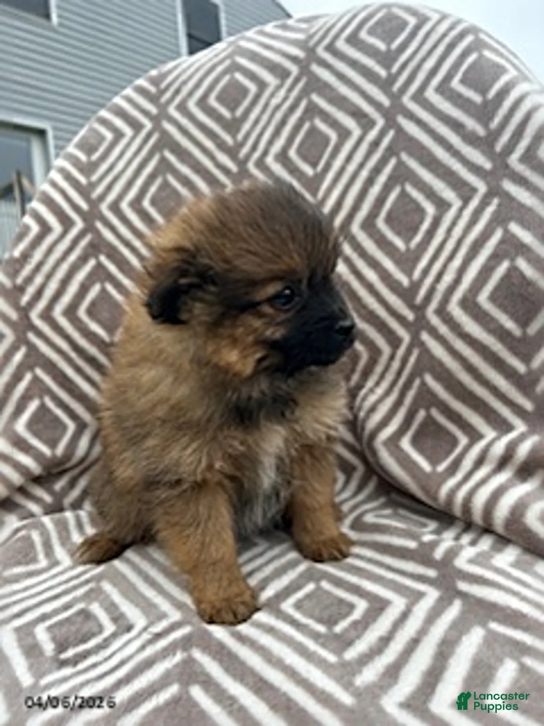 Pomeranian dogs for sale: Chop - Ad 2