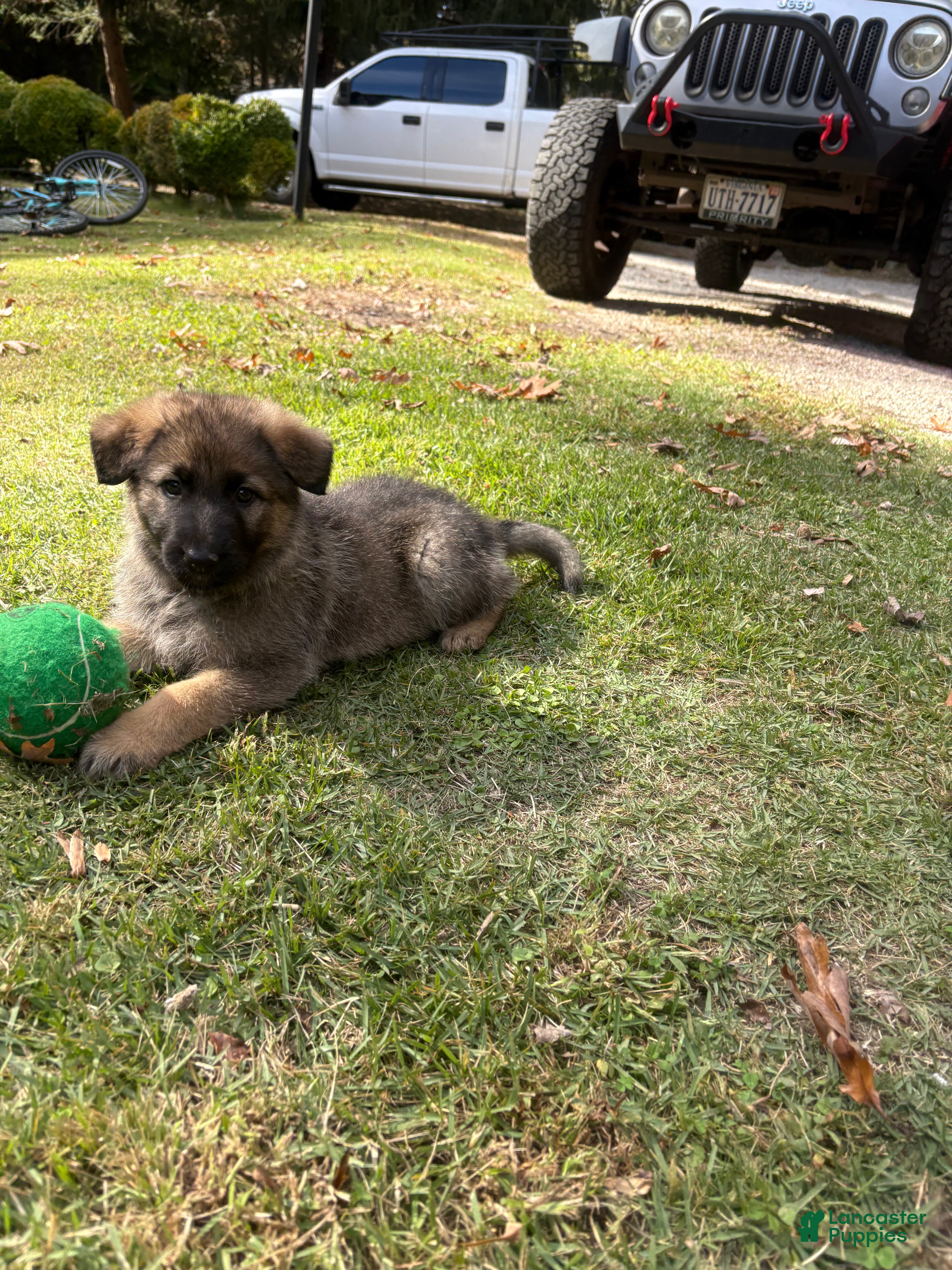 German Shepherd dogs German Shepherd Puppy 1 - Ad 11