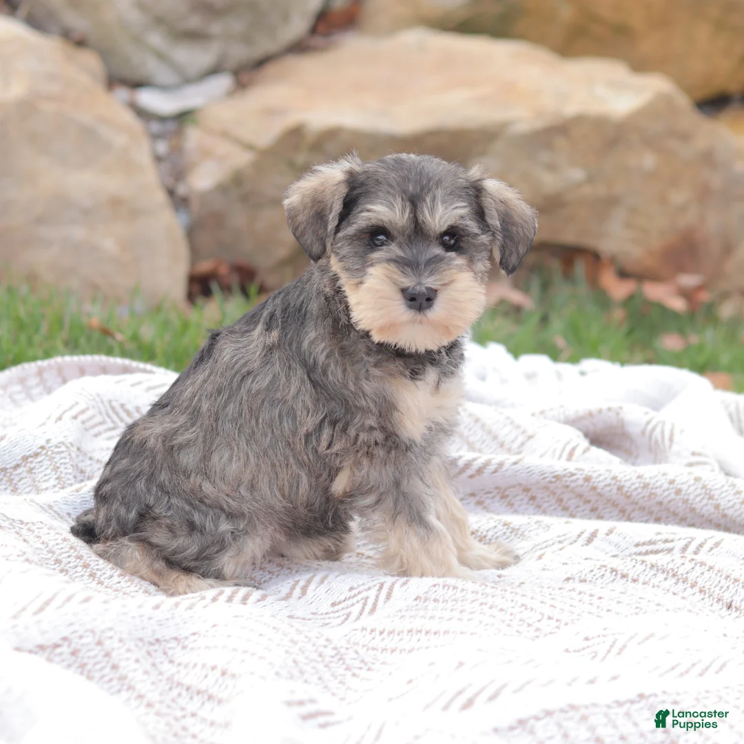 Miniature Schnauzer dogs for sale: Bring Me Sunshine - Ad 2