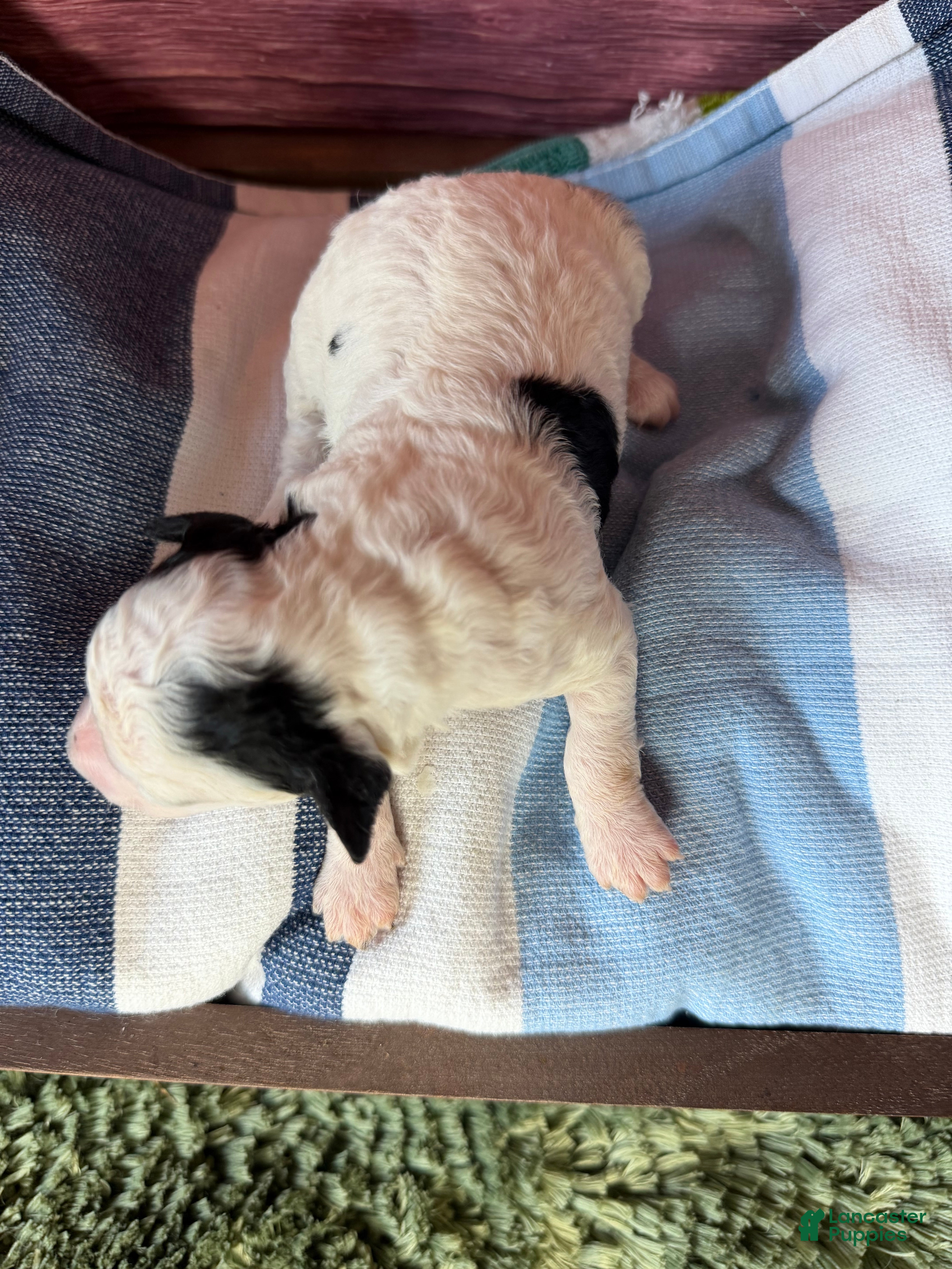 Maltipoo dogs elsie - Ad 2