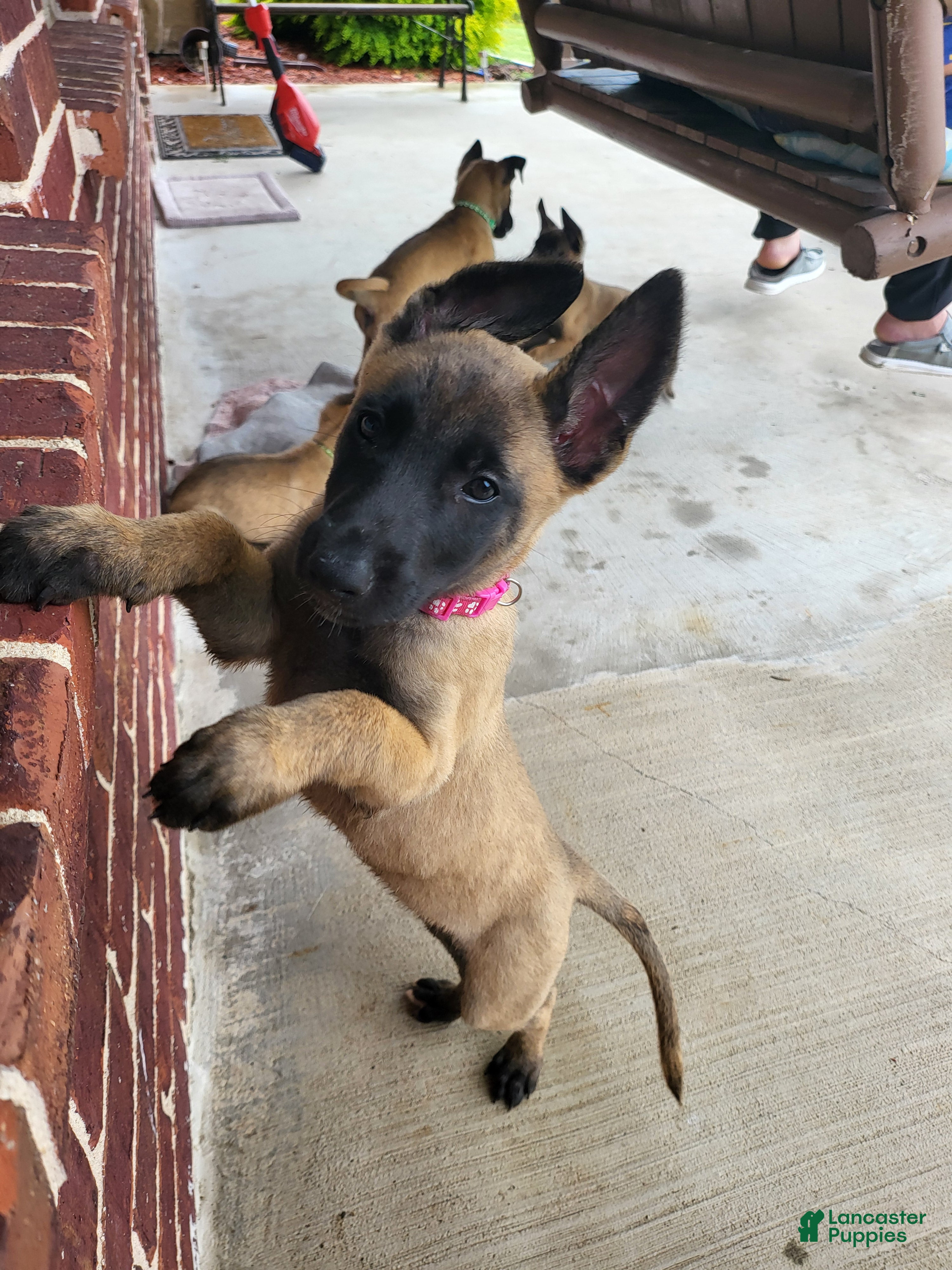 Belgian Malinois dogs Belgian Malinois Puppy 7 - Ad 3