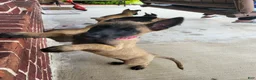 Belgian Malinois dogs for sale: Belgian Malinois Puppy 7 - Ad 1