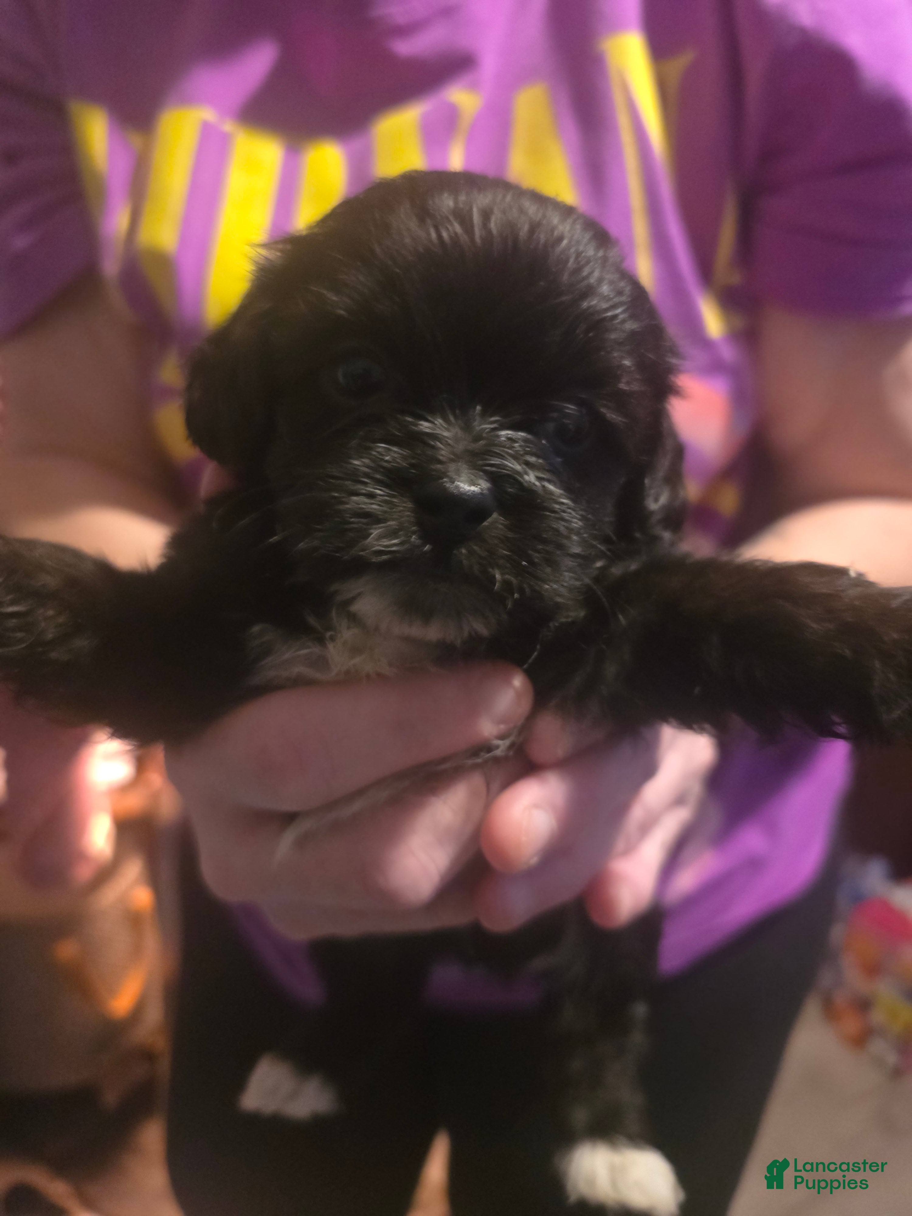 Mixed Breed dogs Mixed Breed 1 - Ad 12
