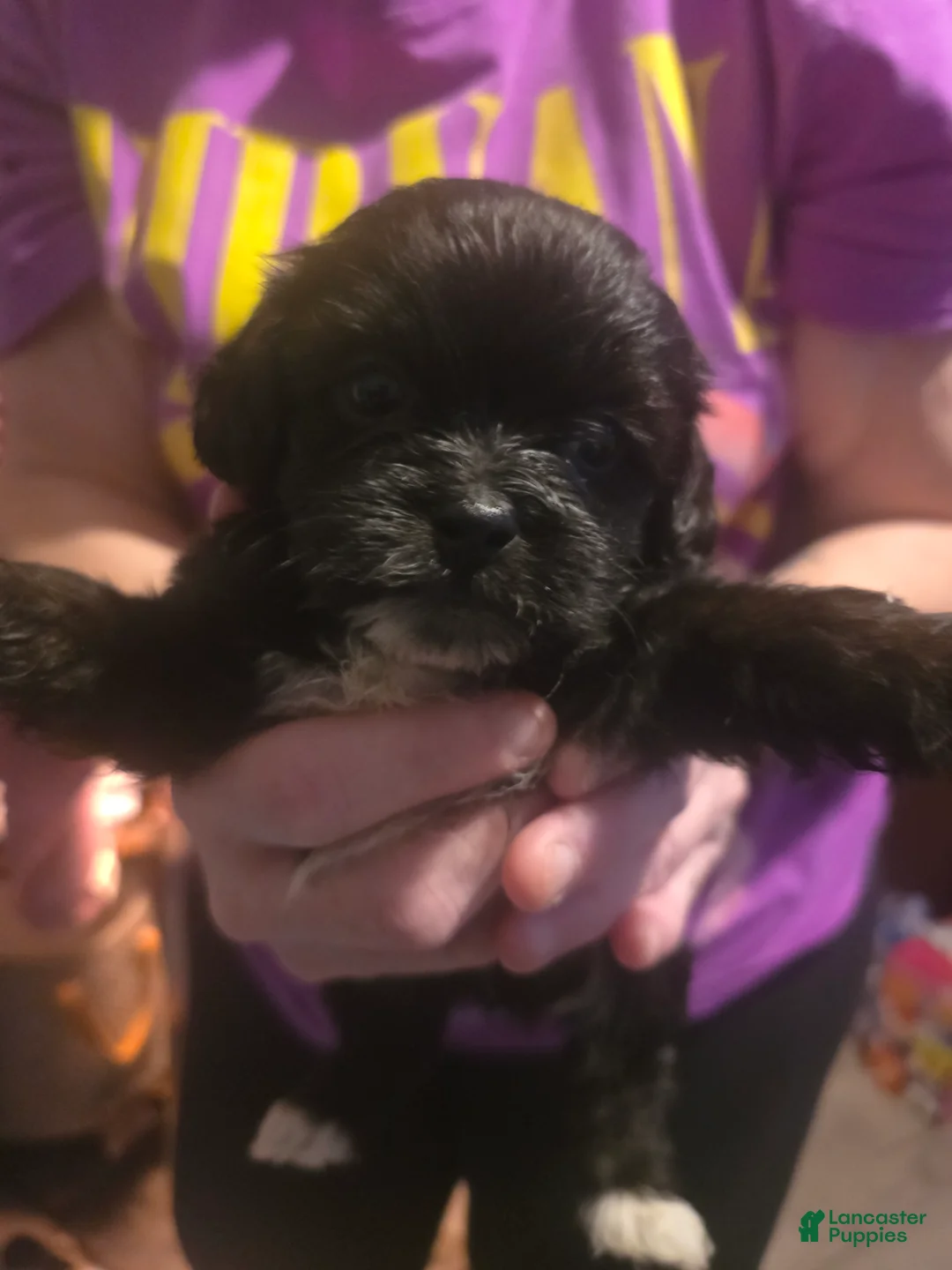 Mixed Breed dogs for sale: Mixed Breed 1 - Ad 1