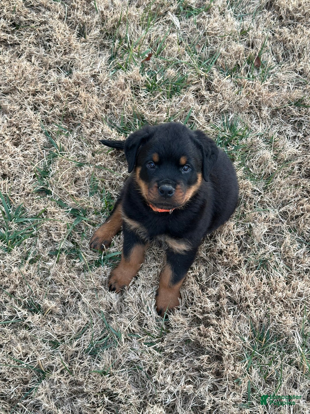 Rottweiler dogs for sale: Rottweiler Puppy 1 - Ad 1