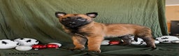 Belgian Malinois dogs for sale: Oreo - Ad 3