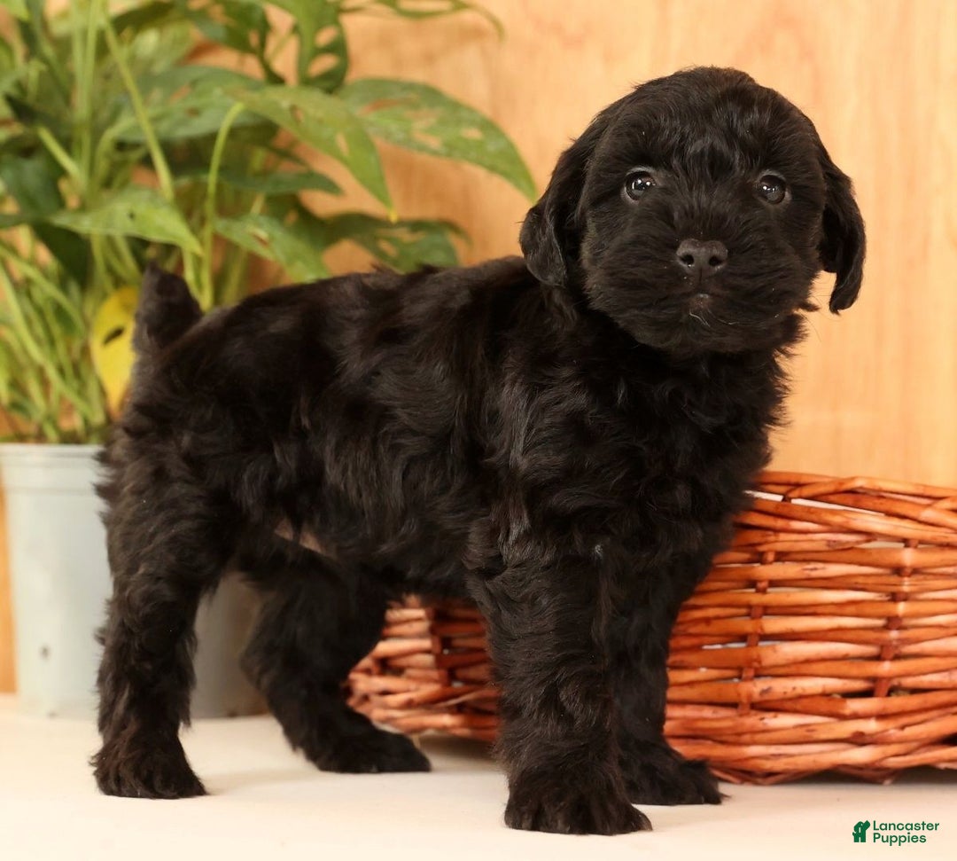 Yorkiepoo dogs for sale: Dex - Ad 2