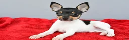 Toy Fox Terrier dogs for sale: Buster  - Ad 1