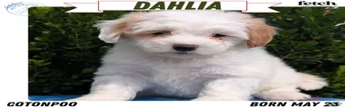 Dahlia