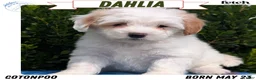 Mixed Breed dogs for sale: Dahlia - Ad 1