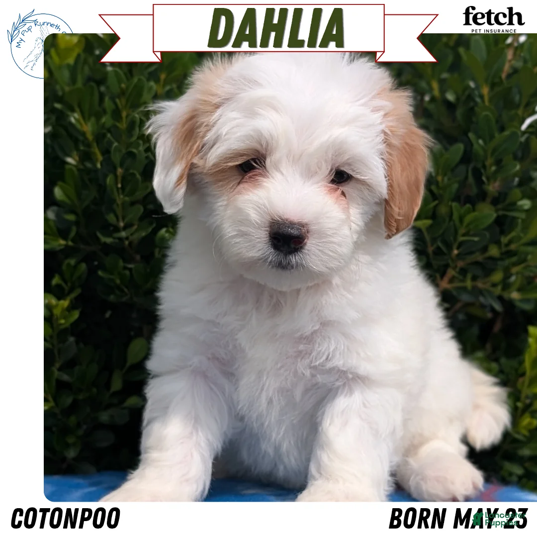 Mixed Breed dogs for sale: Dahlia - Ad 1