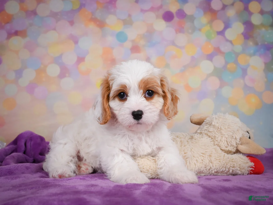 Cavapoo dogs for sale: Penny - Ad 9