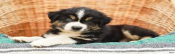 Miniature Australian Shepherd dogs for sale: Brody - Ad 4