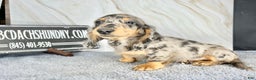 Dachshund dogs for sale: Ch Harriet LH dappleAkc - Ad 11