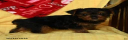 Yorkshire Terrier dogs for sale: Duchess - Ad 3