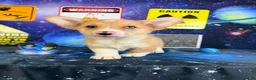 Welsh Corgi Pembroke dogs for sale: Cosmo - Ad 3