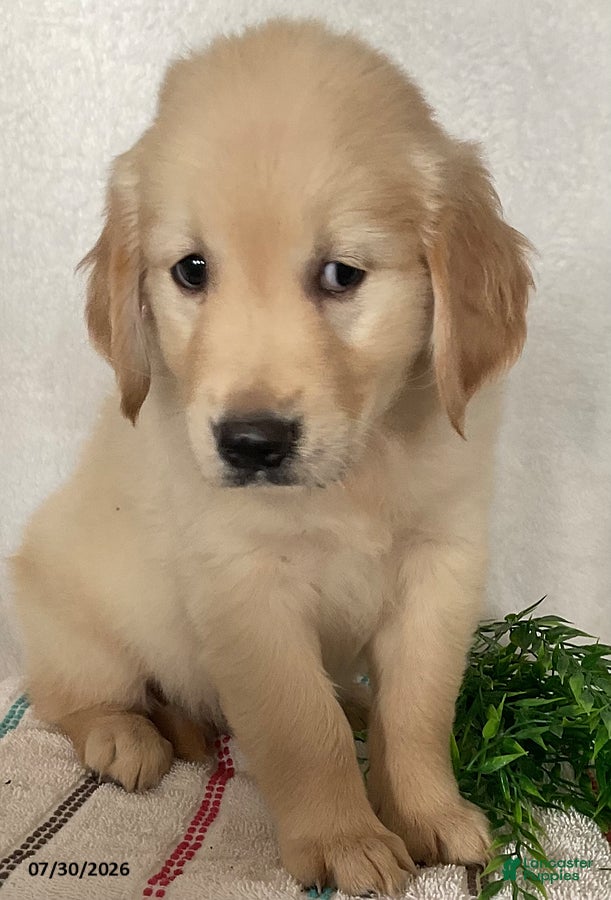 Golden Retriever dogs Rex - Ad 2