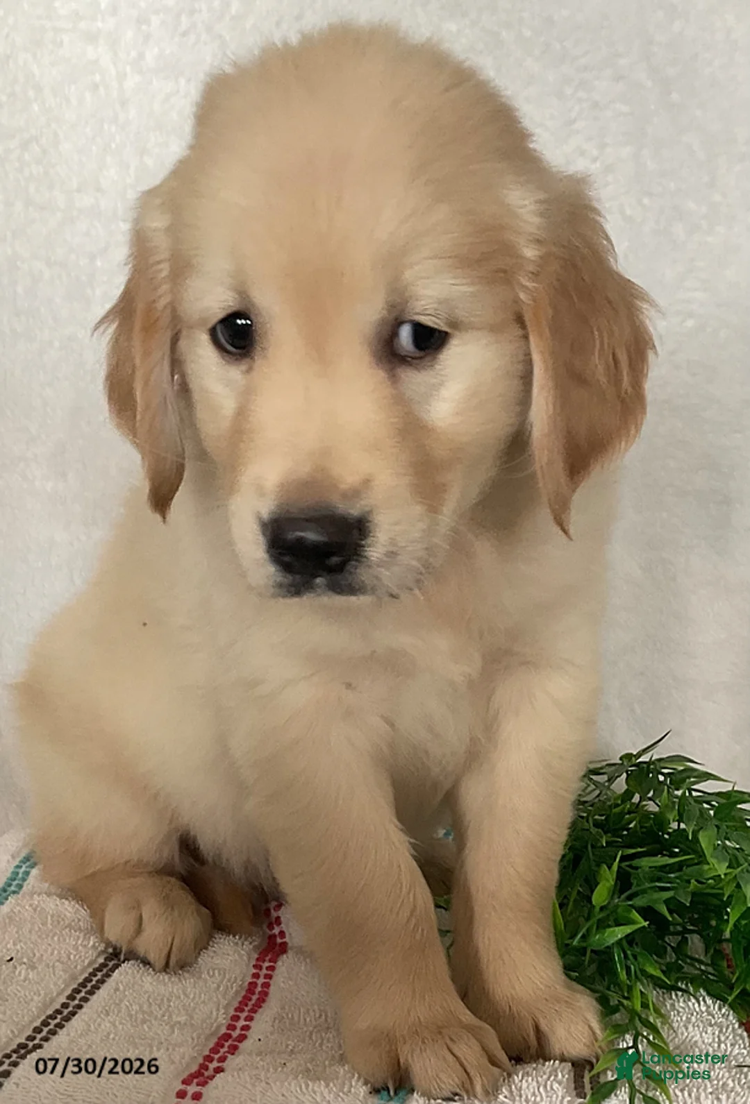 Golden Retriever dogs for sale: Rex - Ad 2