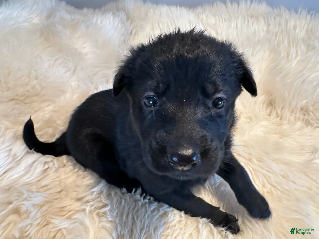 German Shepherd dogs for sale: Princess - Ad 2