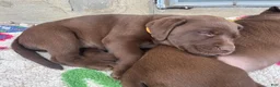 Labrador Retriever dogs for sale: Pumpkin - Ad 3