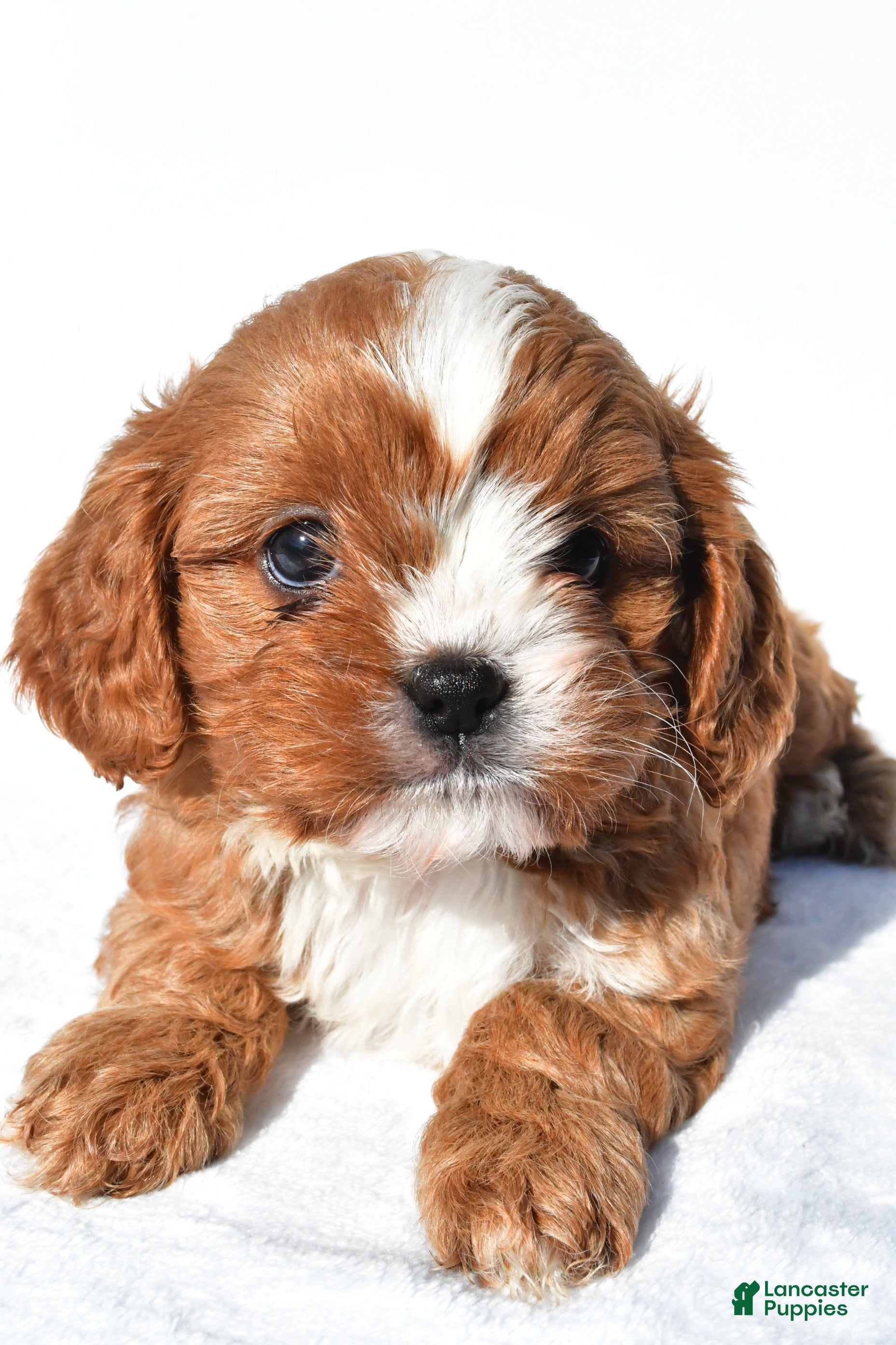 Cavapoo dogs Chestnut  - Ad 1