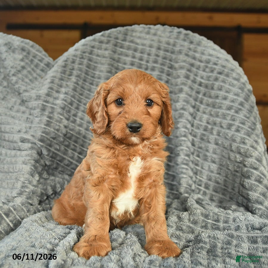 Cavapoo dogs Maverick - Ad 1