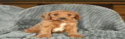 Cavapoo dogs for sale: Maverick - Ad 1