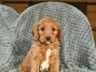 Cavapoo dogs for sale: Maverick - Ad 1