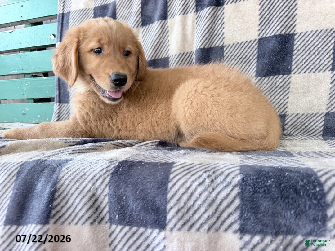 Golden Retriever dogs for sale: Darla - Ad 1