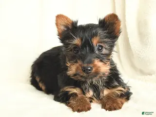 Yorkshire Terrier dogs for sale: Taffy - Ad 3