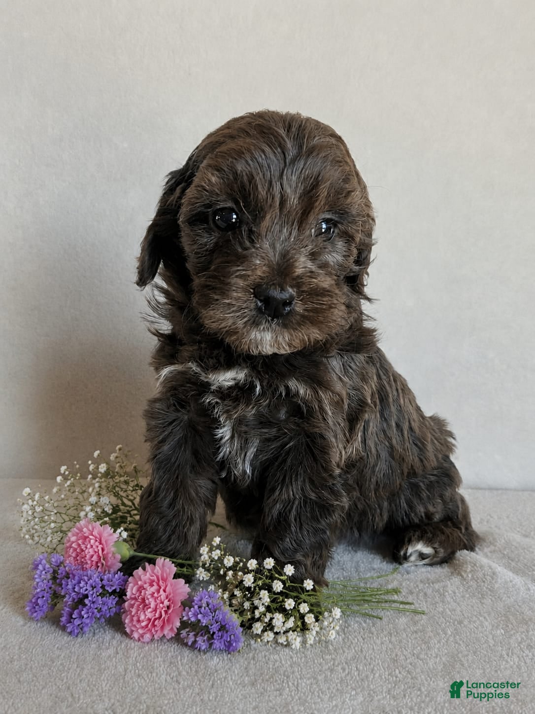 Cockapoo dogs Blossom F1B - Ad 1