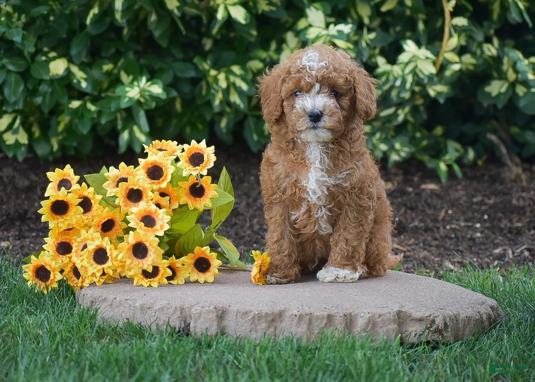 Toy Poodle dogs for sale: Peter - Ad 1