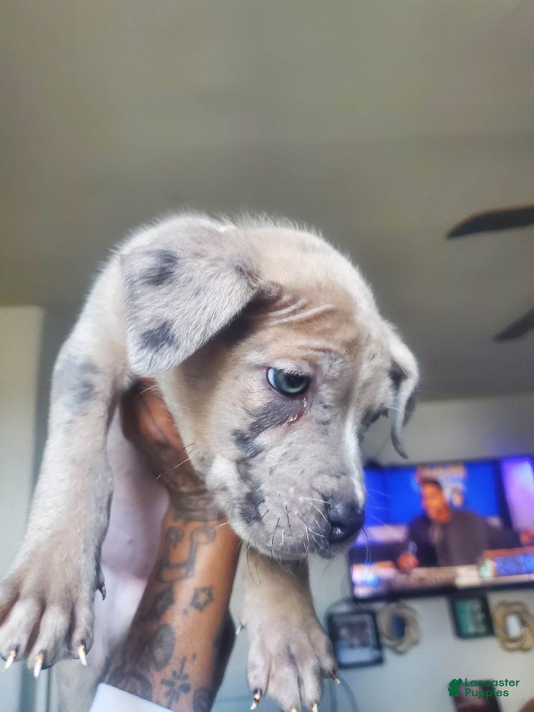 American Bully dogs for sale: American Bully Puppy 8 - Ad 1