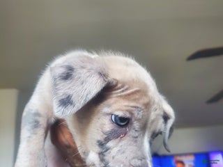 American Bully dogs American Bully Puppy 8 - Ad 14