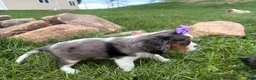 Cavalier King Charles Spaniel dogs for sale: Leila - Ad 8