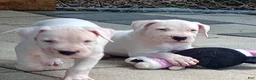 Dogo Argentino dogs for sale: Dogo Argentino Dogosaurus - Ad 2