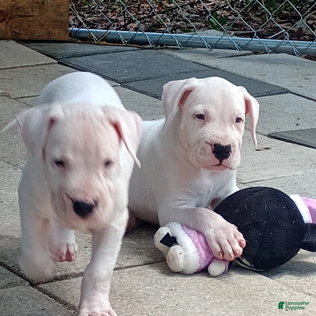Dogo Argentino dogs for sale: Dogo Argentino Dogosaurus - Ad 2