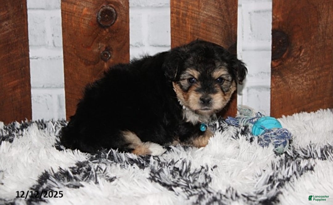 Yochon dogs for sale: Damon - Ad 2