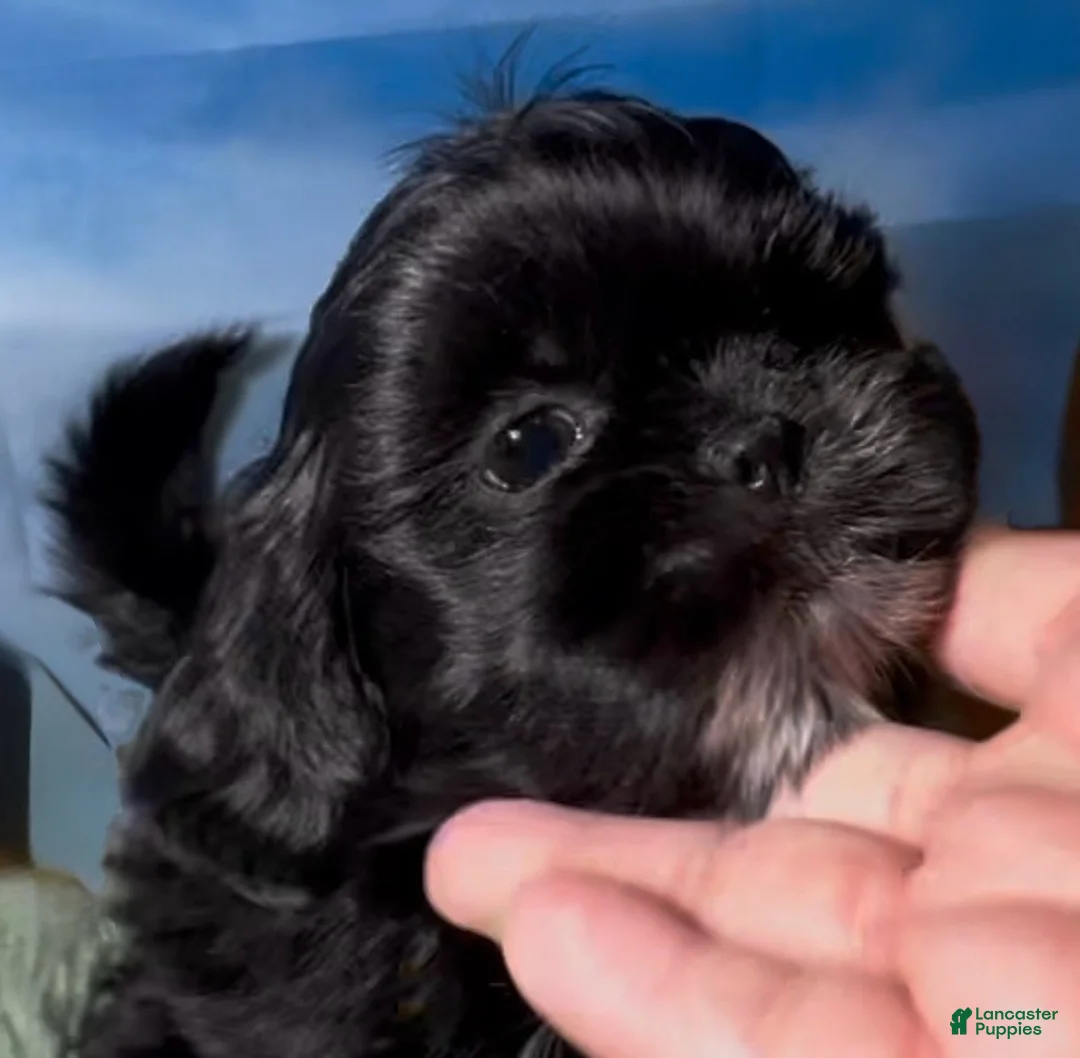Shih Tzu dogs for sale: Nestle (dark coco) - Ad 10