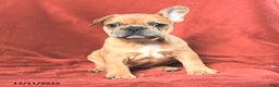 French Bulldog dogs for sale: Ashley - Ad 1