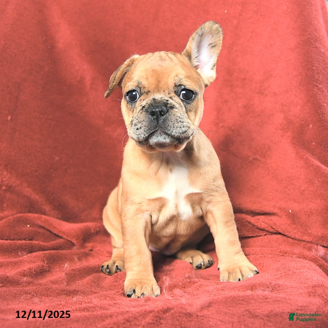 French Bulldog dogs for sale: Ashley - Ad 1