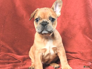 French Bulldog dogs Ashley - Ad 38