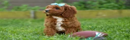 Cavapoo dogs for sale: OSCAR - Ad 1